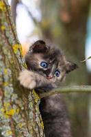 chat assis dans l'herbe. photo