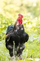 coq sur l'herbe. photo