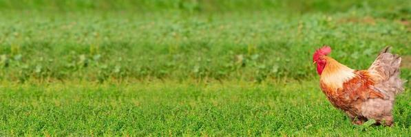 coq sur l'herbe photo