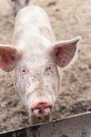 élevage porcin et élevage de porcs domestiques. photo