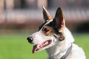 chien errant dans le parc photo