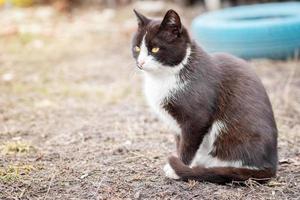 chat noir et blanc. photo