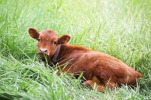 veau dans le pré photo