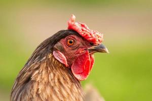 poulet sain dans le jardin. photo