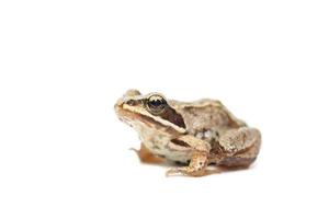 crapaud sur fond blanc. photo