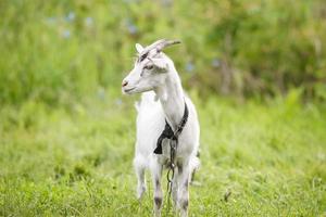 chèvre sur l'herbe. photo