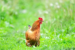 poulet sain dans le jardin. photo