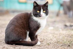 chat noir et blanc.. photo