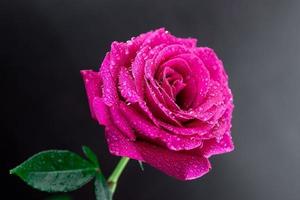 rose rouge dans un fond romantique.. photo