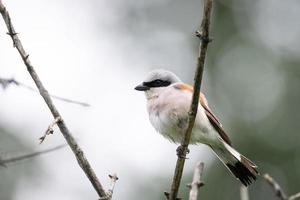 Pie-grièche écorcheur lanius collurio photo