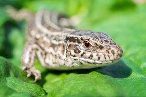 lézard sur l'herbe. photo