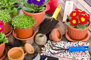 outils de jardinage et fleurs photo