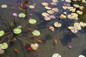 fleurs de nénuphar lumineuses et grandes feuilles vertes sur un lac en israël photo