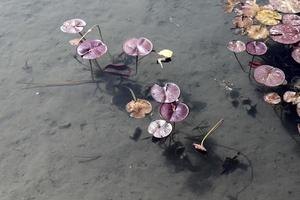 fleurs de nénuphar lumineuses et grandes feuilles vertes sur un lac en israël photo