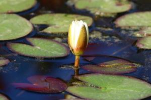 fleurs de nénuphar lumineuses et grandes feuilles vertes sur un lac en israël photo