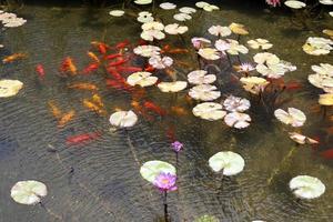 fleurs de nénuphar lumineuses et grandes feuilles vertes sur un lac en israël photo