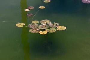 fleurs de nénuphar lumineuses et grandes feuilles vertes sur un lac en israël photo