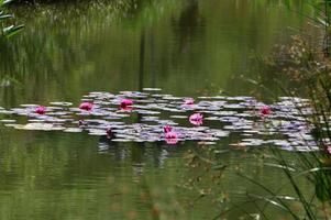 fleurs de nénuphar lumineuses et grandes feuilles vertes sur un lac en israël photo