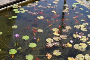 fleurs de nénuphar lumineuses et grandes feuilles vertes sur un lac en israël photo