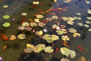 fleurs de nénuphar lumineuses et grandes feuilles vertes sur un lac en israël photo