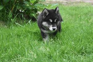 beau chiot alusky marchant dans l'herbe verte épaisse photo