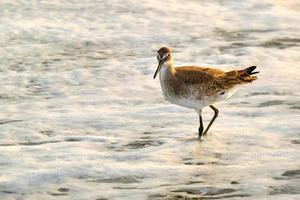 Willet patauge dans les vagues de l'océan Atlantique au lever du soleil à Myrtle Beach en Caroline du Sud photo