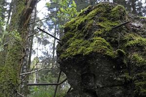 Vestiges d'un bunker dans la forêt de Hurgen en Allemagne photo