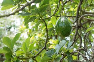 avocat sur l'arbre photo