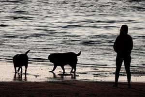 promener des chiens sur la plage photo
