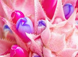 fleur de broméliacée rose photo