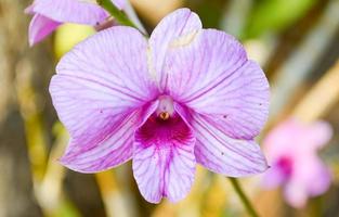 orchidée dendrobium photo