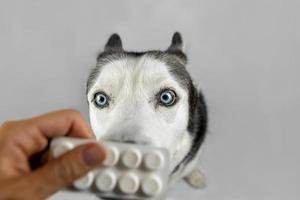 husky sibirien regardant des pilules photo