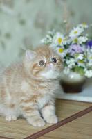 un beau chaton rouge d'une race exotique à poil court se trouve sur le fond marron de la maison photo