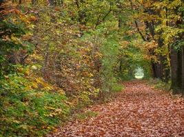 automne dans la forêt photo