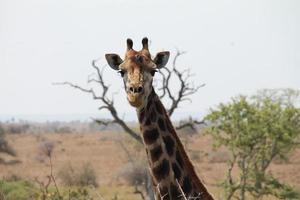 contact visuel avec une girafe photo