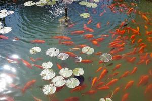 une formation de poisson rouge photo