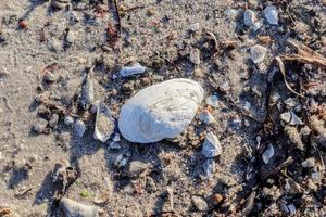 vue rapprochée détaillée des coquillages sur une plage de sable de la mer baltique. photo