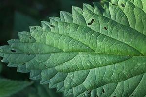 belles feuilles vertes de plantes et différentes haies et murs photo