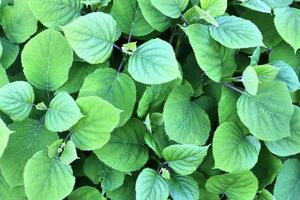 belles feuilles vertes de plantes et différentes haies et murs photo