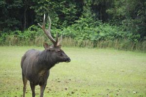 un jeune beau cerf à cornes broute l'herbe verte et se nourrit du pâturage, un animal sauvage en écologie environnementale, le paysage extérieur de la prairie du parc national naturel. photo