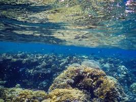 vie aquatique sous la surface pendant la plongée en apnée dans la mer rouge egypte photo