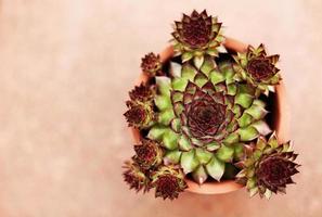 plantes succulentes en pot en terre cuite photo