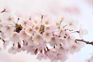fleurs de cerisier fleuries