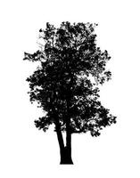 silhouette d'arbre pour pinceau sur fond blanc photo