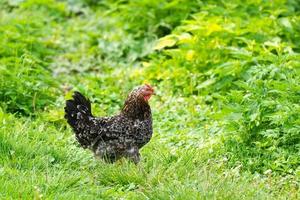 poulet sain dans le jardin photo