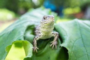 lézard sur l'herbe. photo