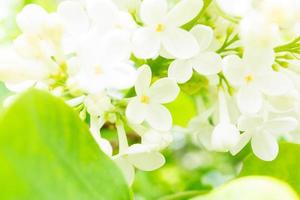 lilas blanc au soleil photo