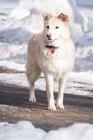 chien dans la neige photo