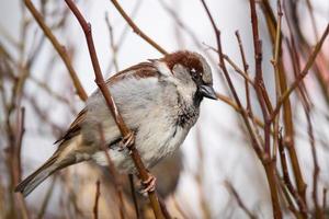 moineau sur l'arbre photo