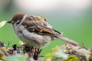 moineau dans les buissons photo